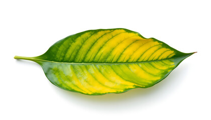 Vibrant Green and Yellow Leaf Isolated on White Background
