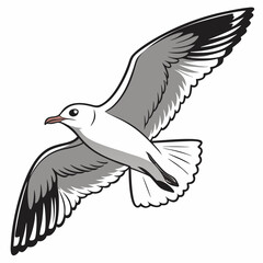 Fototapeta premium Grey and White Seagull in Flight Against White Background Detailed Bird Illustration flying