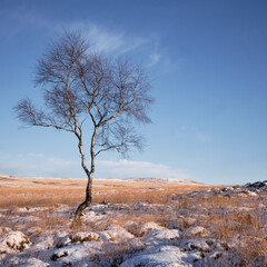 Lone tree in snow on Froggatt Edge, looking towards White Edge, Peak District, UK