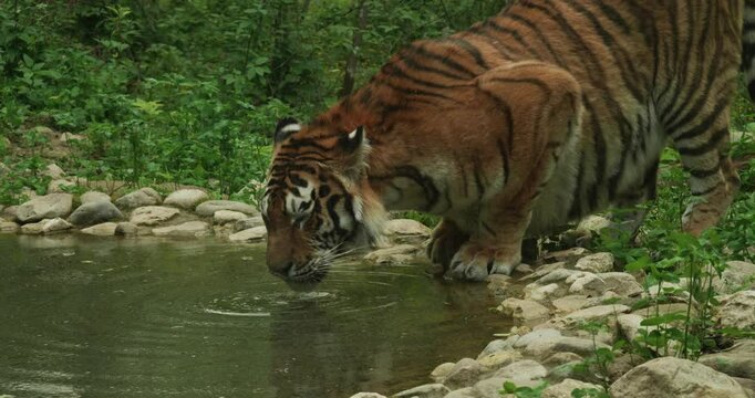 A beautiful Amur tiger quenches its thirst in a quiet pond amidst lush greenery, demonstrating its majestic presence by gracefully walking. The strong tiger calmly drinks water from the pond.