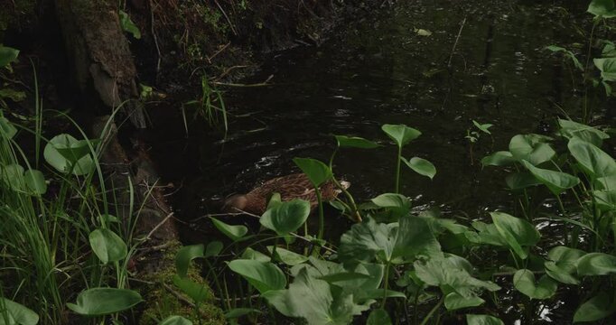 A cute duck collects and eats a duckweed in the thickets of a pond. The frames of the wild duck, finding shelter among leaves and grass growing along the edge of the pond, creating a serene scene.
