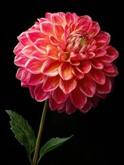 dahlia flower in full bloom