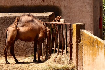  Two camels in a zoo enclosure feed on dry hay behind a metal fence, standing in a shaded area with...
