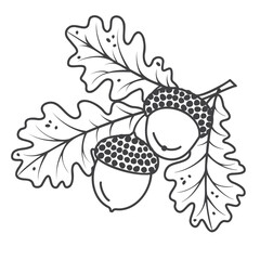 Graphic oak branсh with acorns and leaves. Linear art botanical design for printing on fabric and paper. Black outline on white background. Vector natural object for use in card, banner,pattern. © Alla