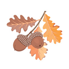Oak branch with leaves and acorns. Autumn natural objects on white background. Yellow and brown colors. Botanical vector design for use in banner, card, pattern. Cartoon illustration.