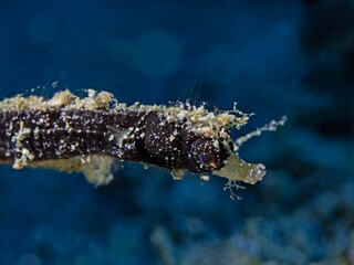Shortpouch Pygmy Pipehorse (Acentronura tentaculata) Kurztaschen-Zwerg-Nadelpferdchen