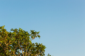 Tree branch with leaves against blue sky. Summer background with copy space