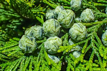 Closeup of green cones of thuja tree (Thuja occidentalis). Macro view of conifer foliage with decorative seed cones. Natural texture, botanical background