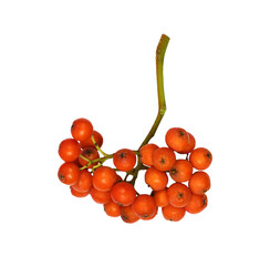 Cluster of autumn rowanberries isolated on white or transparent background