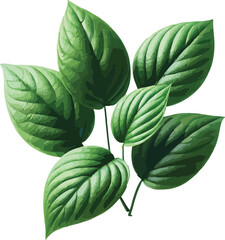 Vector illustration of lush green leaves on a stem isolated on a bright white background