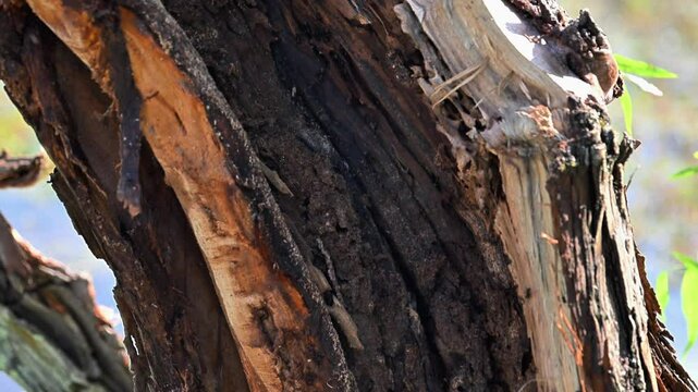 Extended Vertical Pan of Carpenter Ants and Termite Damage on Decaying Tree Bark