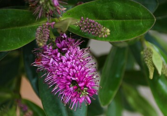 Closeup of the New Zealand Hebe flower, with its deep purple blooms and delicate structure.