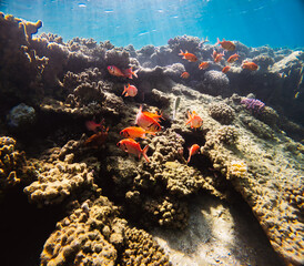 A school of orange fish among the corals – an underwater symphony of color and movement.