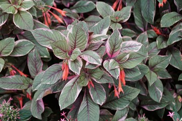 Closeup of the Variegated Fuchsia John Ridding Firecracker with tiny pink flowers