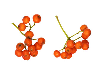Set of autumn rowan-berries isolated on white or transparent background