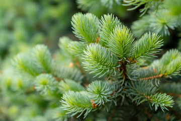 Blue spruce branches in the garden, texture of needles of a Christmas tree