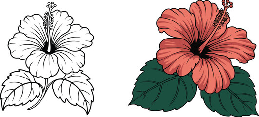 Hibiscus Flower Illustration – Black and White Outline with Colored Version