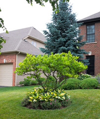 A graceful magnolia tree blooms before a stately Georgian home, its base lush with stained glass hostas that ripple in the breeze, adding soft texture and color to the elegant landscape.