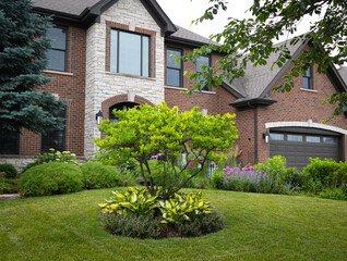A graceful magnolia tree blooms before a stately Georgian home, its base lush with stained glass hostas that ripple in the breeze, adding soft texture and color to the elegant landscape.
