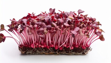 fresh radish sprouts red microgreens on a white background