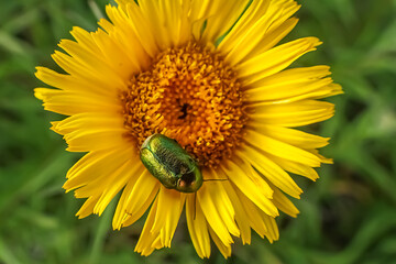 Green metallic beetle on vibrant yellow flower head, macro shot showing biodiversity, pollination, insect interaction with flora, and ecological relationships in a wildflower meadow