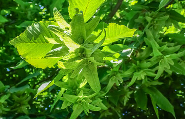 Closeup of European hornbeam (Carpinus betulus) fruits and green leaves in summer light. Winged seeds detail on a leafy branch, nature background, forest biodiversity
