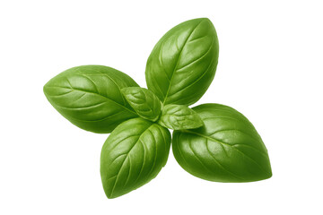 Fototapeta premium Fresh green basil leaves floating against transparent backdrop, highlighting herb's vivid color and delicate texture for culinary and food styling uses