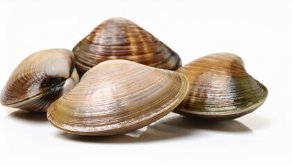 asari clams on a white background