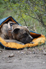 Series of a brindle dog lying in a sleeping bag during a quiet camping moment in the forest,...