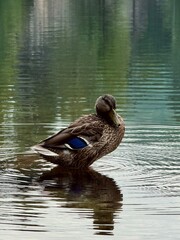 duck on the water