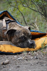 Series of a brindle dog lying in a sleeping bag during a quiet camping moment in the forest,...