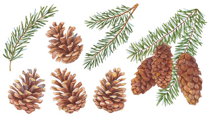 Christmas Watercolor set with fir branches, fir twigs, cedar cones, and Pine cones. Fir Cones isolated on white background. Christmas decorations. Watercolor Illustration.