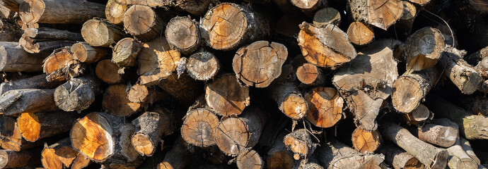 Stacked Cut Firewood Logs Showing Natural Wood Grain and Tree Rings Cross-Section