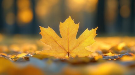 Fototapeta premium Single golden maple leaf on autumn ground