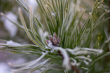 Igły zimą