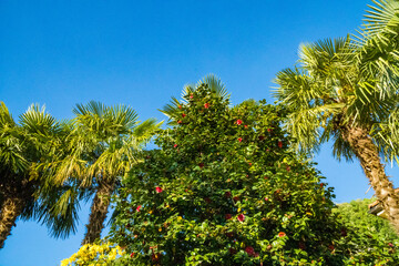 Close up of a blooming date palm tree in an agricultural plantation, Switzerland