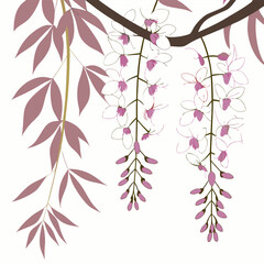 white japanese wisteria with leaves