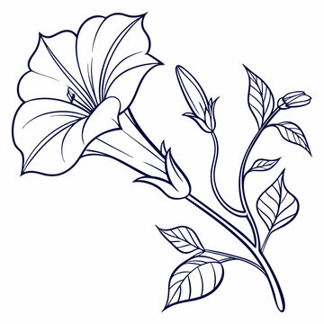 vector illustration of black and moon moonflower