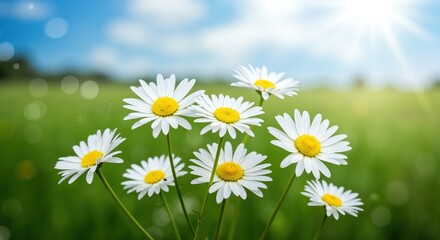 White daisy flowers cluster in natural outdoor setting with blue sky background. Spring wildflowers blooming in sunny field. Fresh botanical garden concept
