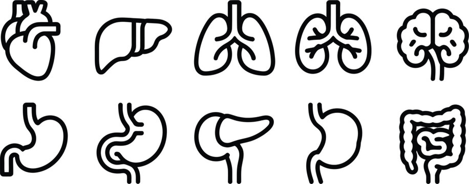 Illustration of human internal organs including heart liver and intestines