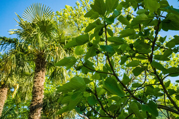 Lush green fig tree branch with unripe figs surrounded by vibrant green leaves