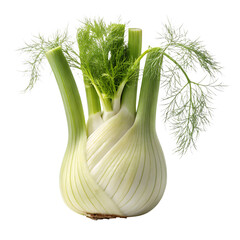 Fresh Fennel Bulb Culinary Herb with Delicate Anise Flavor