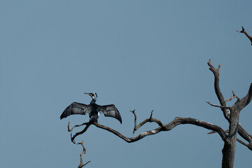 Great Cormorant
(Phalacrocorax carbo)Perched on a dead tree with wings outstretched in typical drying pose