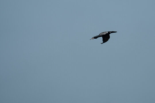 Great Cormorant
(Phalacrocorax carbo) flying against a blue sky on a sunny day