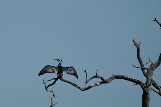 Great Cormorant
(Phalacrocorax carbo)Perched on a dead tree with wings outstretched in typical drying pose