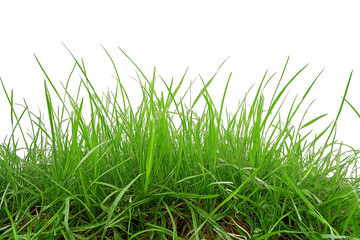 Obraz premium Fresh green grass isolated transparent background
