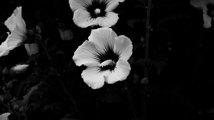 Black and white close-up photograph of hibiscus flowers in bloom, standing out against a dark, blurred background. The high contrast enhances the delicate textures and organic lines of the petals © vaninai