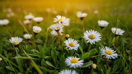 Close-up of white daisies blooming in a lush green field at sunset