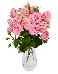 Spray Rose angle view