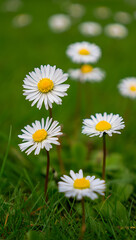 Fototapeta premium Close-up of three daisies blooming in a lush green field, springtime